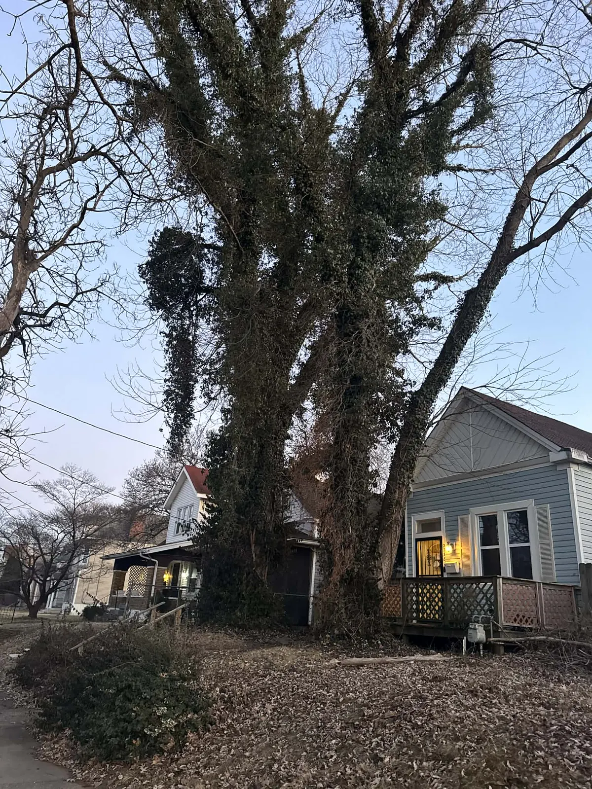 Large emergency tree service project near a Louisville home
