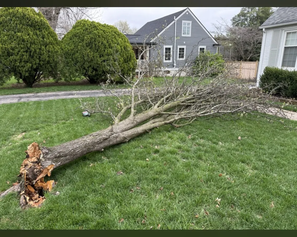 Fallen tree removal project in Louisville, Kentucky by B&R Services